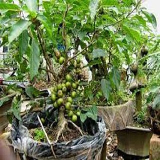 Chậu cây sung cảnh, cây đã có quả gửi đi nguyên chậu