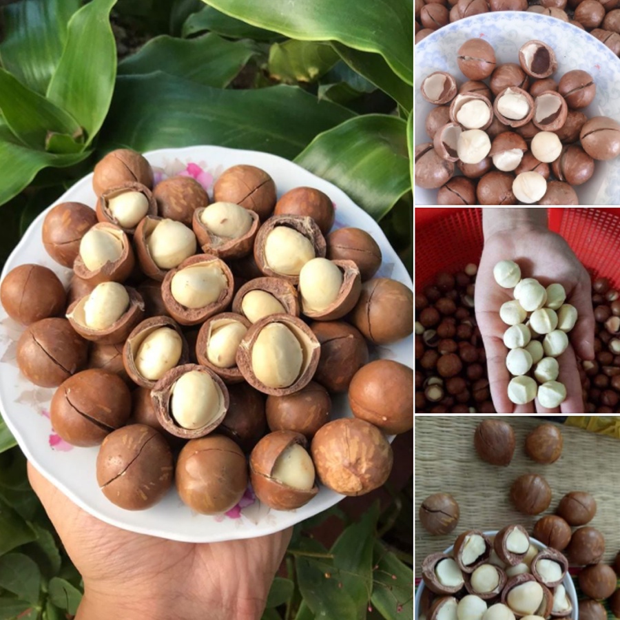 Hạt Macca Đak lak