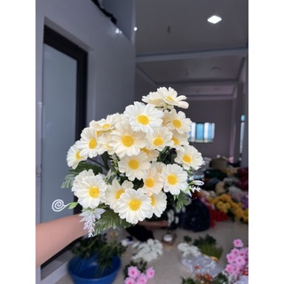 cúc tana siêu đẹp
