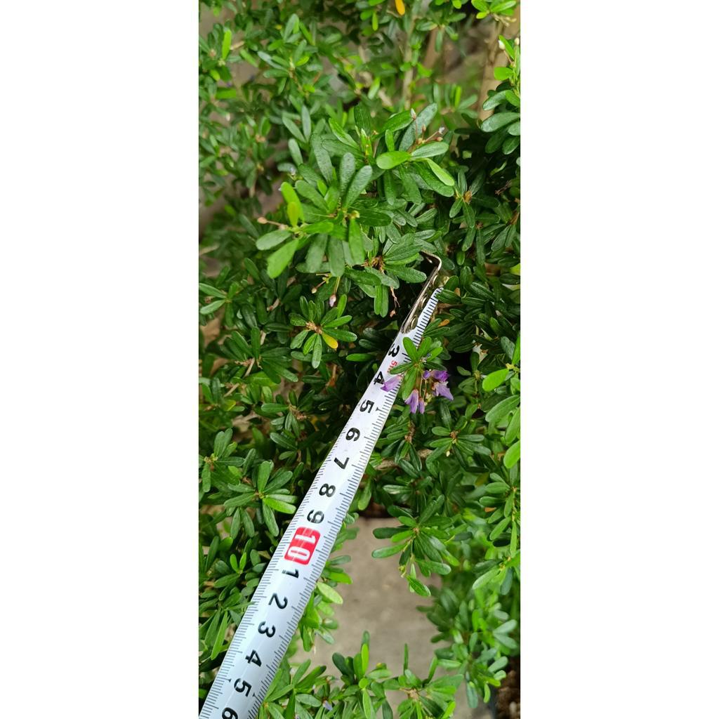Chậu cây hoa linh sam lá rí hoa tím siêng hoa cây linh sam  cao khoảng 40cm