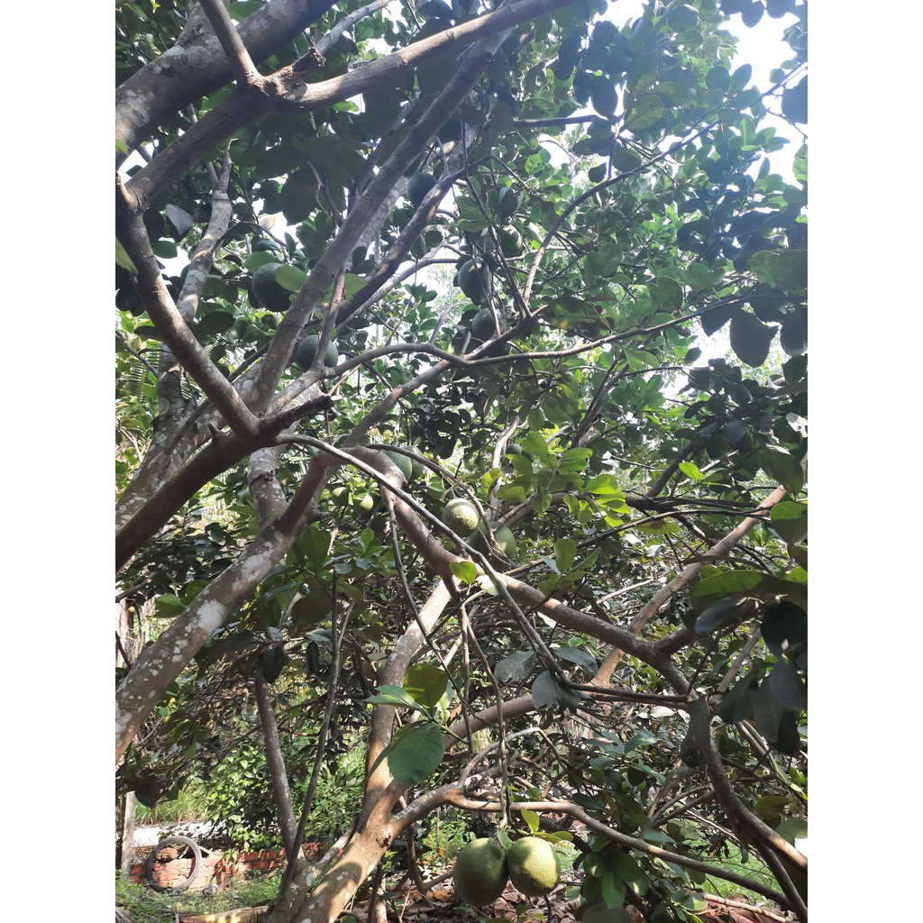 Vỏ Bưởi Khô