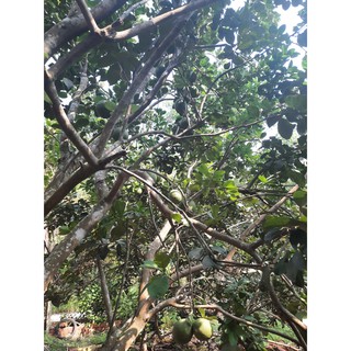 Vỏ bưởi khô