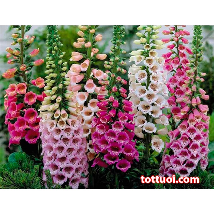Hạt giống hoa mai địa hoàng đẹp chịu nhiệt bồn mùa trồng chậu, sân vườn nảy mầm cao 0,5g