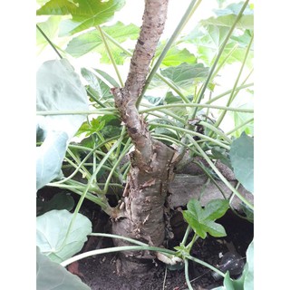 Ngô đồng cổ thụ