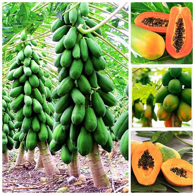 Hạt giống đu đủ giống lùn - rau củ quả trồng chậu, sân vườn ban công ngon giòn ngọt 5 hạt F1 Vĩnh Lộc