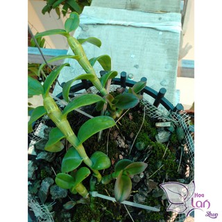 Lan Phi Điệp 🍀FREESHIP🍀 5 Cánh Trắng Bảo Duy [ Ươm Kie ]