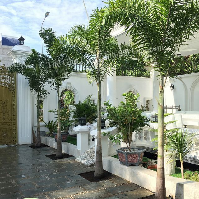 Cây 🌲 Cao đuôi chồn