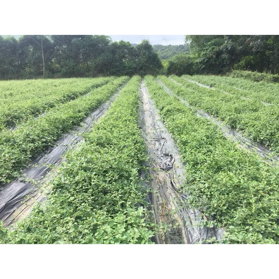 Cao Cà Gai Leo 100gr  - Nông Dược Yên Bái