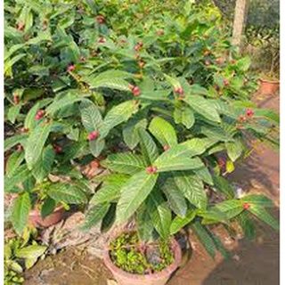 Cây hải đường giống-giá trị kinh tế cao