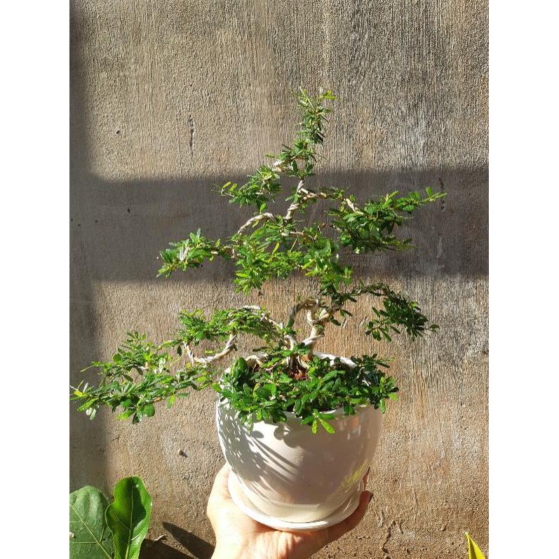 linh sam bonsai mini TẶNG CHẬU