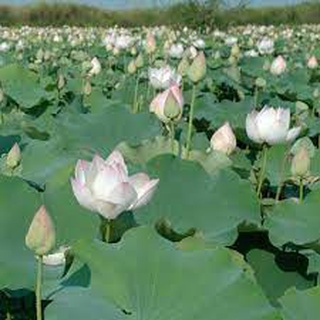Hạt giống sen lớn - sen ta ( sen quê hương) 10 hạt