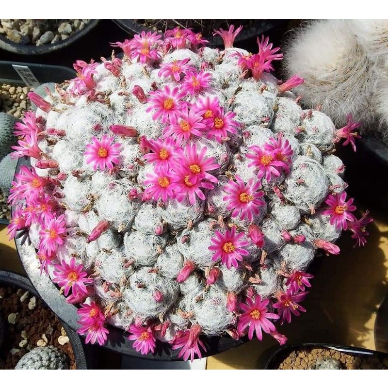 Xương rồng mami humboldtii bụi 6-7cm
