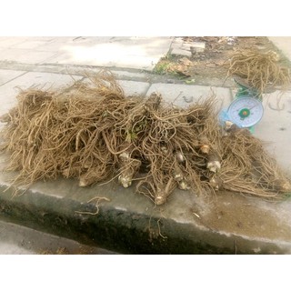 Sâm Đương Quy Tươi 1Kg