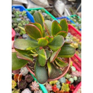 Sen đá thạch bích to 10cm