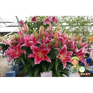Củ giống hoa ly thơm size to chuẩn tết