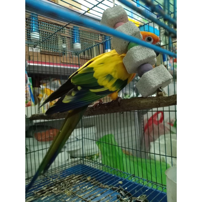 Chùm treo gặm mài mỏ