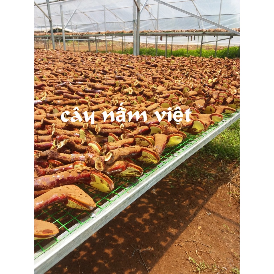 Nấm linh chi đỏ Đà Lạt thái lát 500g - Cây Nấm Việt