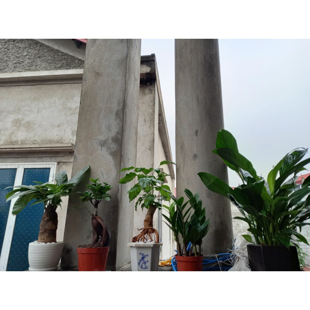 Cây hạnh phúc bonsai, cây nội thất trang trí nhà cửa, sân vườn