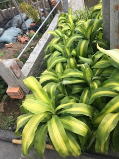 Cây phát tài sọc vàng(thiết mộc lan)