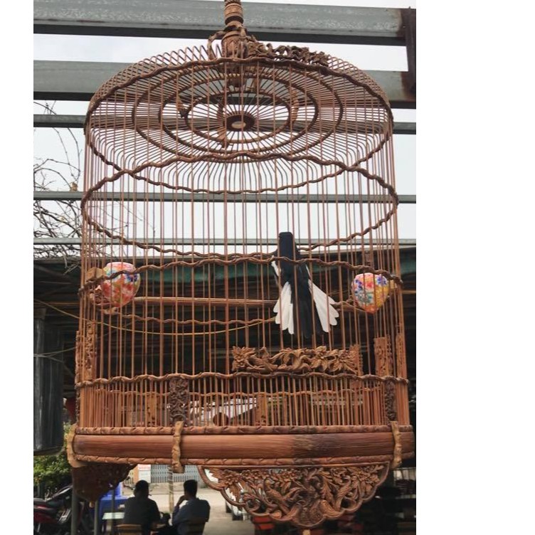 Cám Chim Chích Chòe Hoàng Đại Ca, chim ổn định.