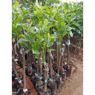 Cây giống mít không hạt ba láng