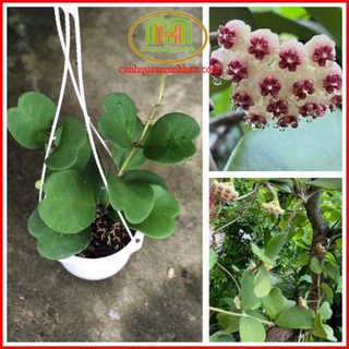 Lan cẩm cù nhiều loại màu sắc hoa ngẫu nhiên mang lại may mắn,thu hút vượng khí cho người trồng