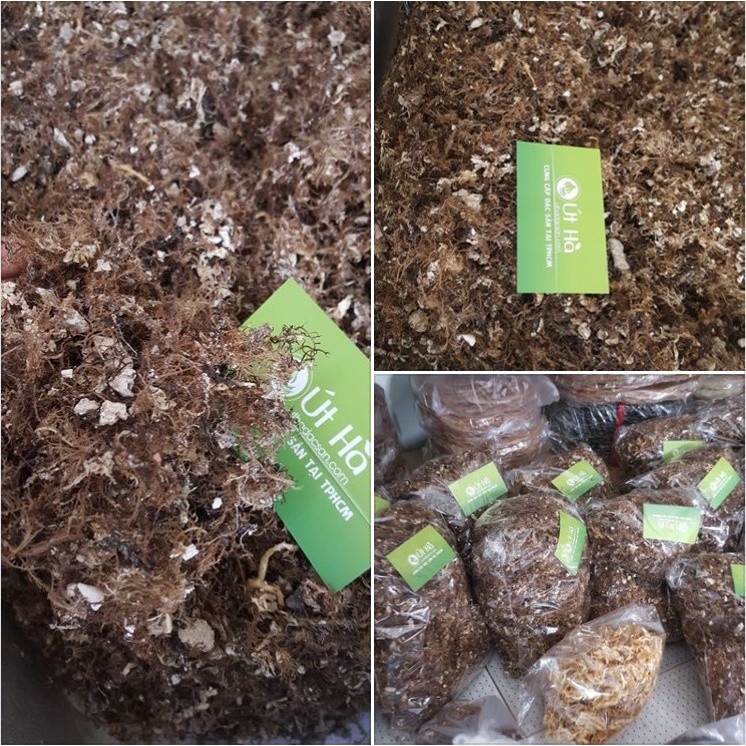 Rau Xu Xoa Khô Lý Sơn Bịch 100gr 100% Rong Tự Nhiên Giải Mát Mùa Hè - Út Hà Đặc Sản