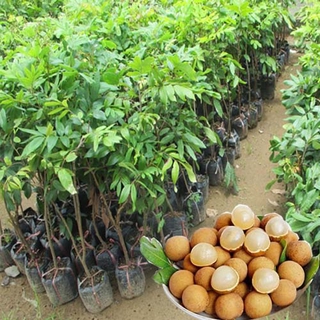 Cây NHÃN  HƯƠNG CHI  ghép, cây giống chuẩnọt