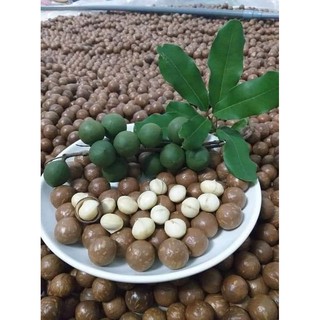 Hạt Macca Organic ĐăkLăk 500gr