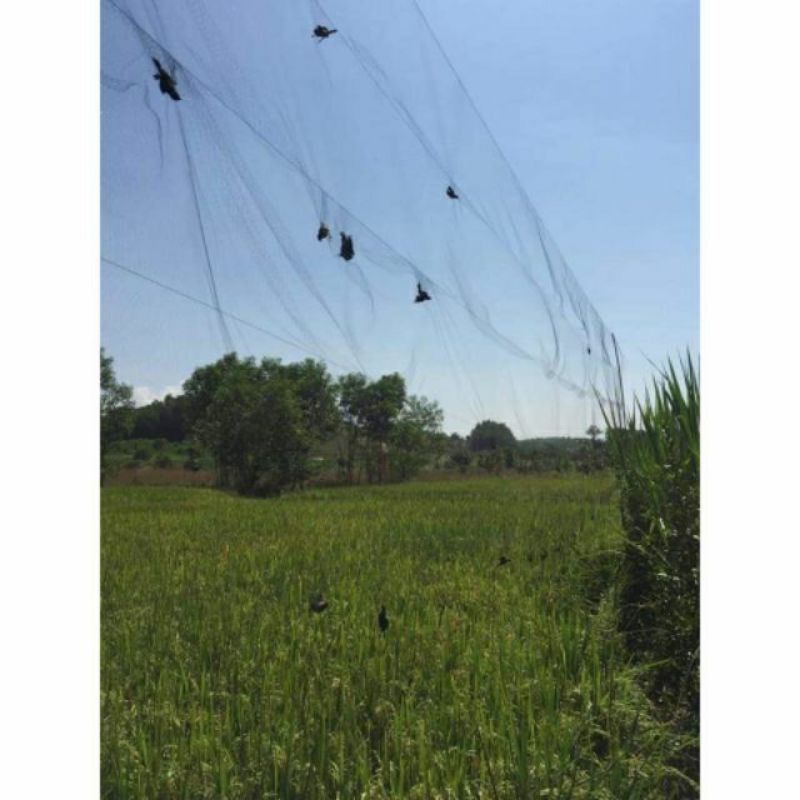 Lưới bẫy chim tàng hình thái lan giá rẻ  lưới bẫy chim đã làm sẵn về chỉ mang đi bẫy