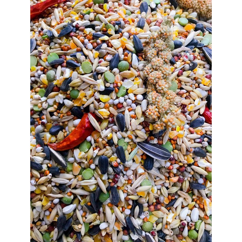 Hạt trộn cho vẹt giá rẻ chất lượng 500g/1Kg