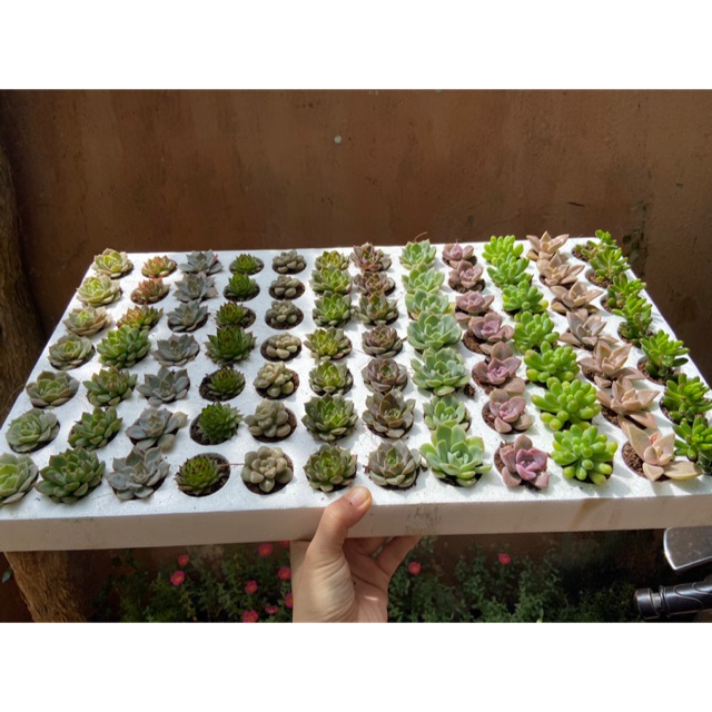 Sen đá vỉ 84 cây trên 12 loại khác nhau
