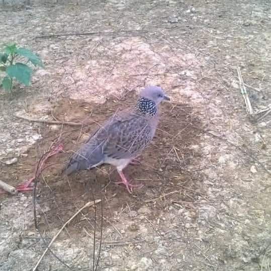 Bội Úp Chim Cu Gáy Siêu Rẻ