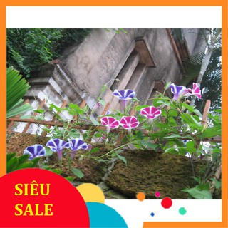 30 Hạt giống hoa Bìm bìm mix (tặng gói kích nẩy mầm và hướng dẫn) VIETPHAT