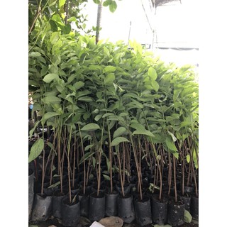 [cây giống] NA DAI LẠNG SƠN