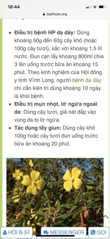 Cây rau mương hỗ trơ HP dạ dày 1 kg