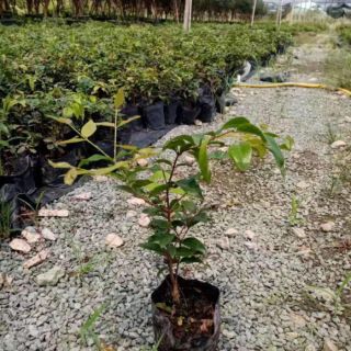 Cây nho thân gỗ tứ mùa