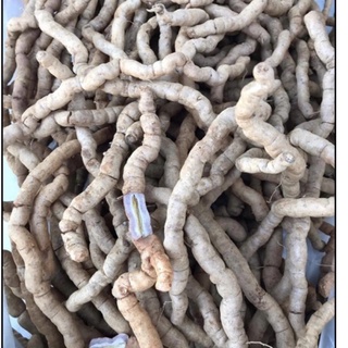Ba kích tím nguyên củ tươi loại 1