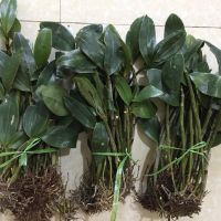 Kèn tím- hạc vỹ- kiều vàng