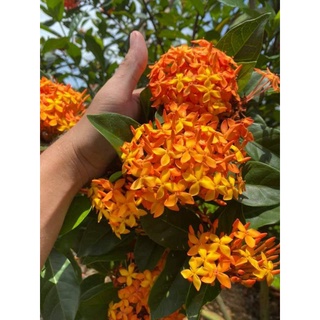 Mẫu đơn mỹ cam