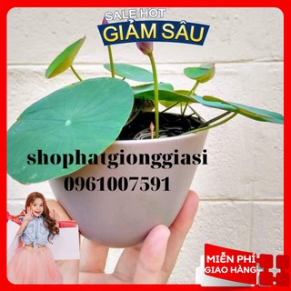 Sen mini full màu