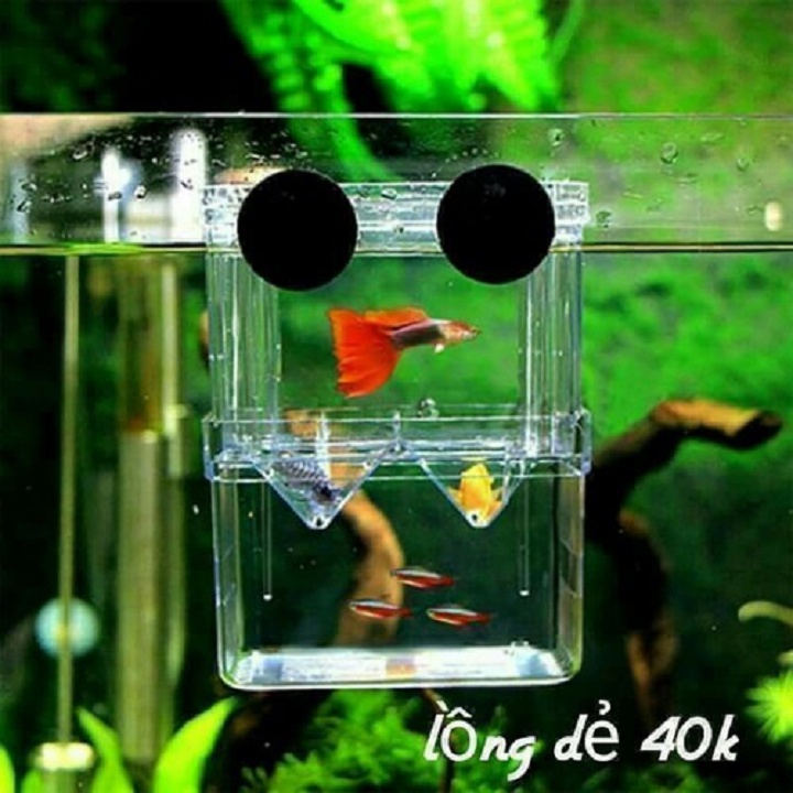 Lồng cá đẻ, lồng tách cá bảy màu guppy, lồng dưỡng cá bệnh bằng Mica trong suốt