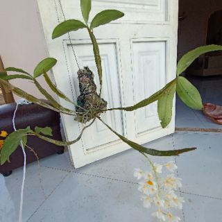 Hoa Lan rừng nhiều loại