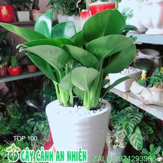 Chậu cây trầu bà đế vương xanh