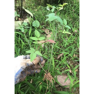 cây giống hồng quế