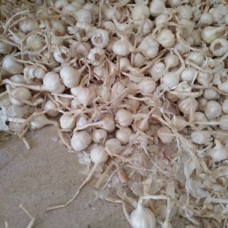 Tỏi Lý Sơn