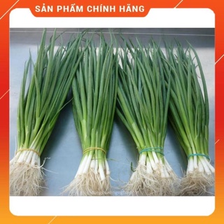 Hạt giống hành hương cao sản
