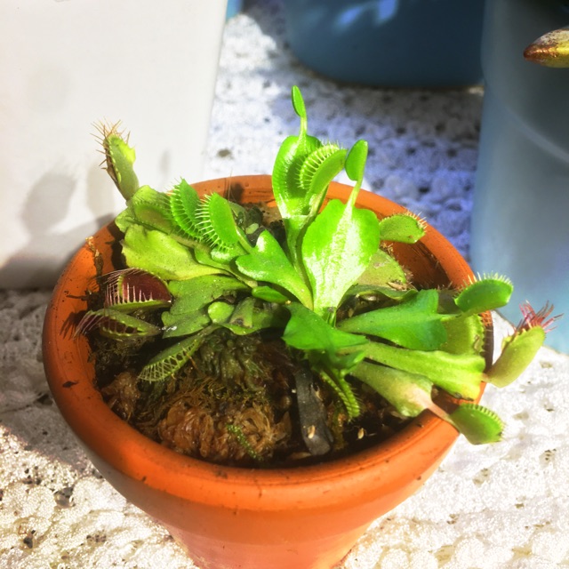 venus flytrap ( cây nắp kẹp )
