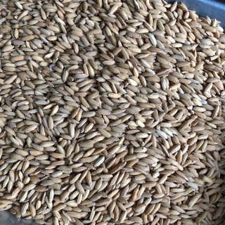 Thóc Q5 hạt to 5kg