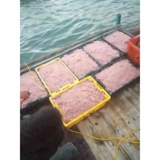 Mắm tép (hũ 500gr) ( combo 2 hũ)